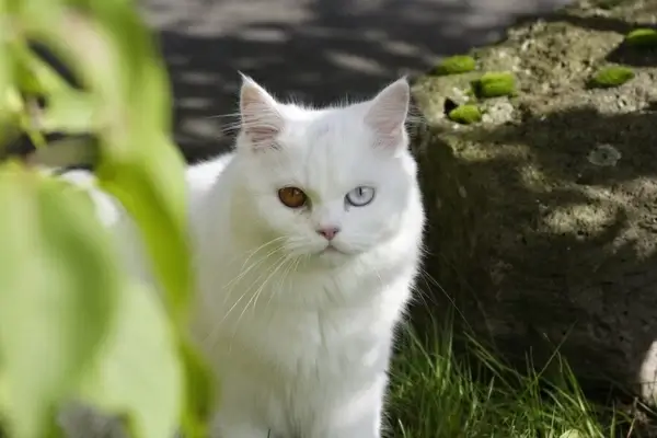 cat domestic cat ekh