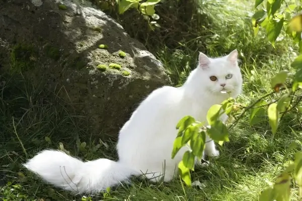 cat domestic cat european shorthair
