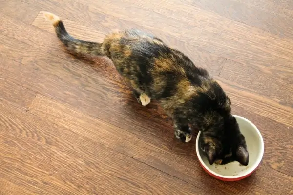 cat eating from bowl on hardwood floor