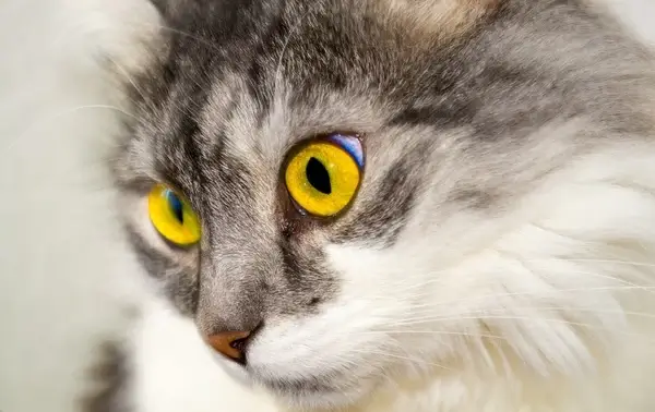 cat eyes face