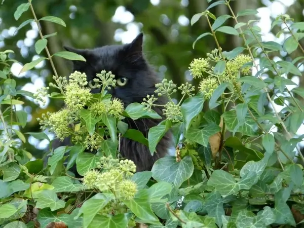 cat felidae predator