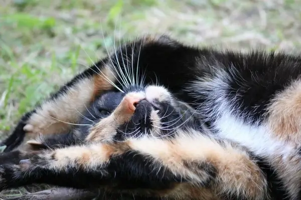 cat having a stretch