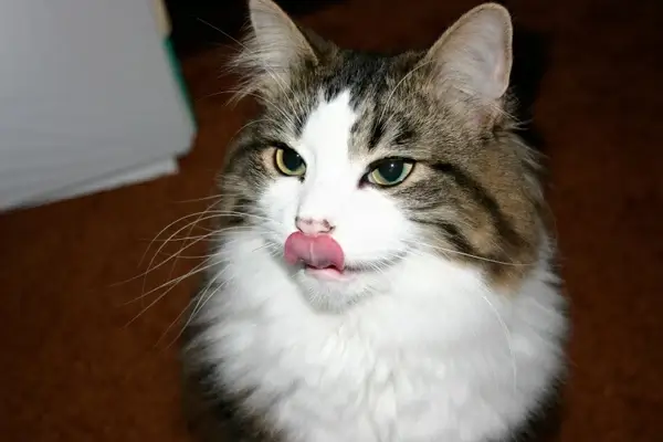 cat licking lips