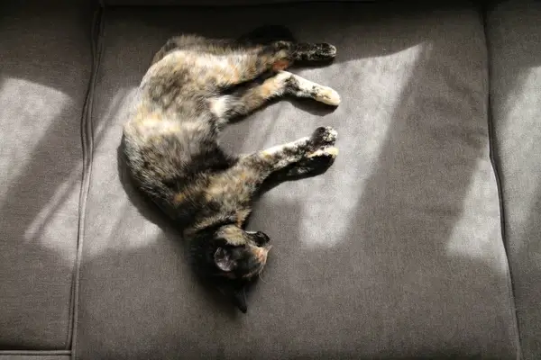 cat napping in sun on couch
