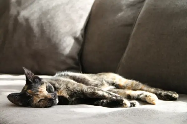 cat napping on sofa in the sun