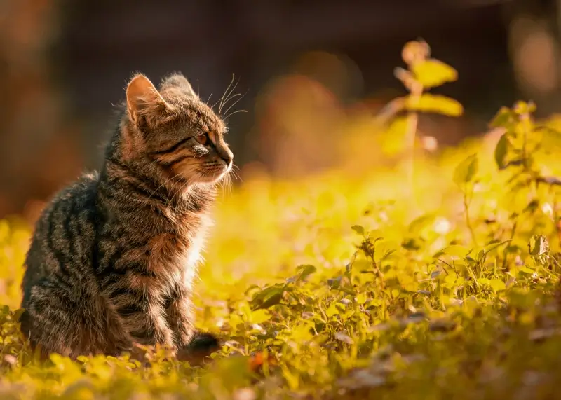 cat pet picture elegant contrast
