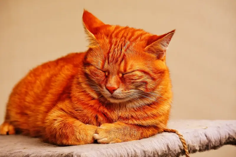 cat pet picture sleeping gesture