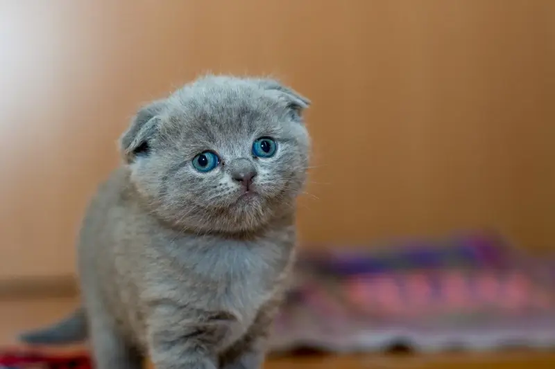 cat picture cute funny realistic