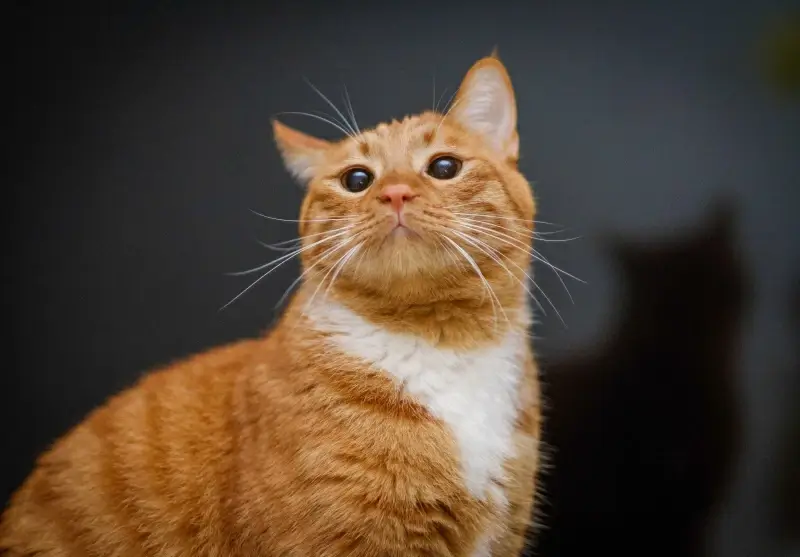 cat picture elegant contrast