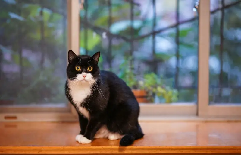 cat picture house scene cute modern realistic 