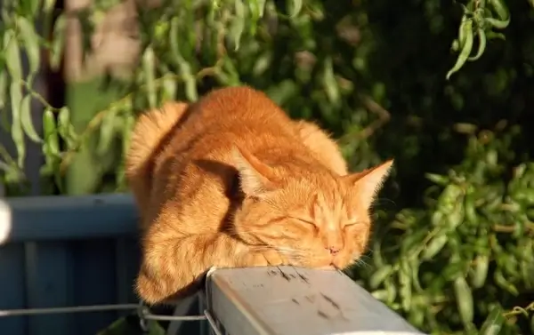 cat red cat hangover