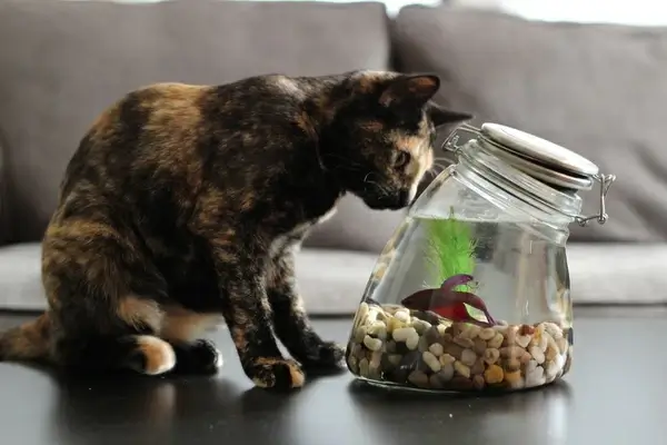 cat staring at fish in jar