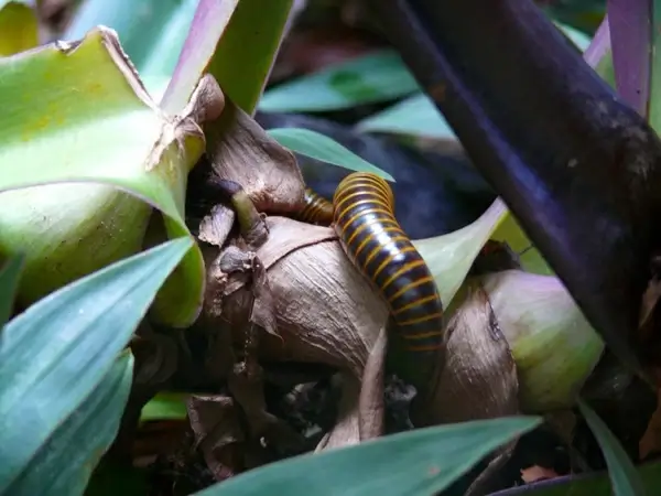 caterpillar