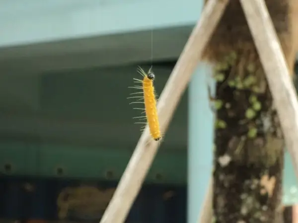 caterpillar