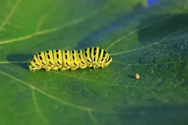 caterpillar green leaf