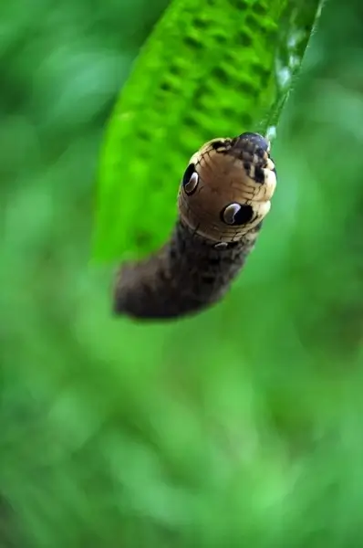 caterpillar on green leaf