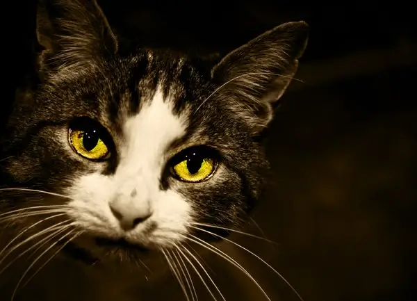 cats eyes