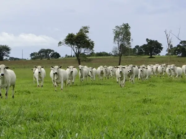 cattle