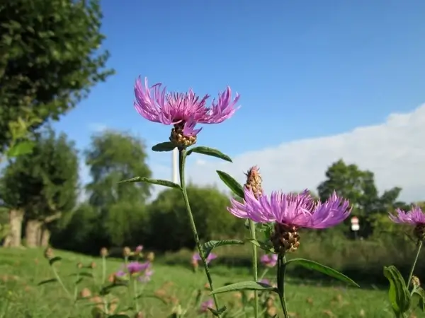 centaurea jacea trees grass