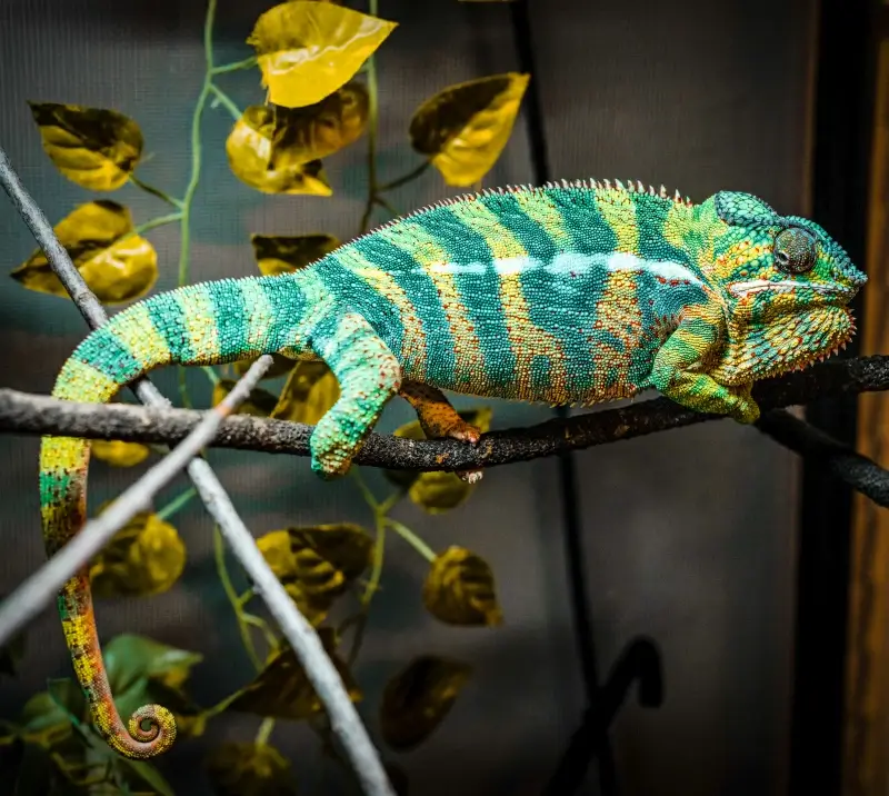 chameleon picture crawling reptile trunk contrast 