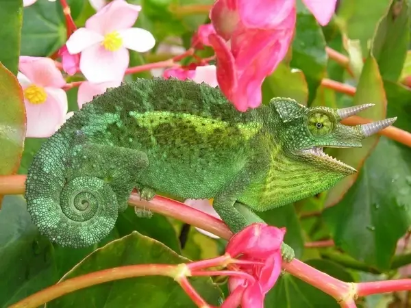 chameleon three-horned chameleon chamaeleo jacksonii