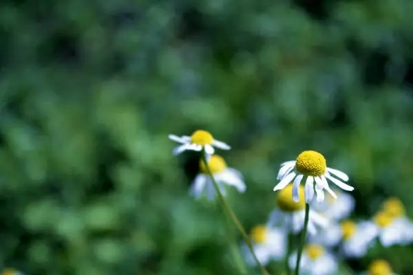 chamomile 2952