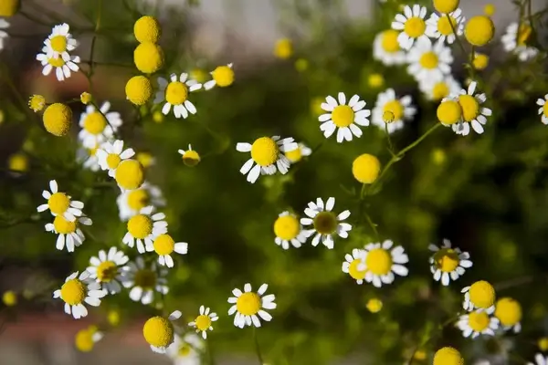 chamomile