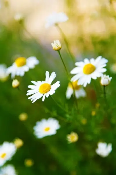chamomile flowers