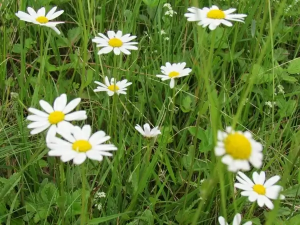 chamomile grass genuine chamomile