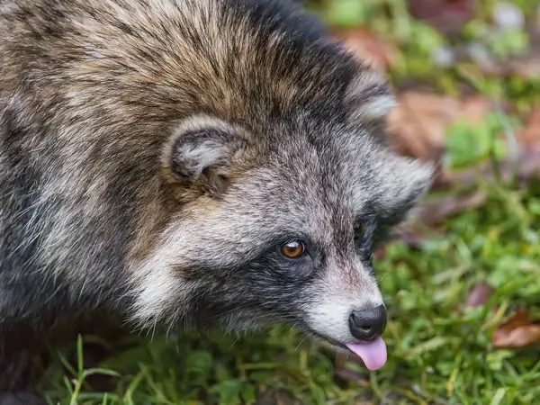 cheeky raccoon dog