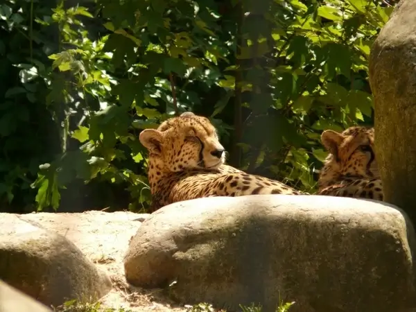 cheetah cat predator