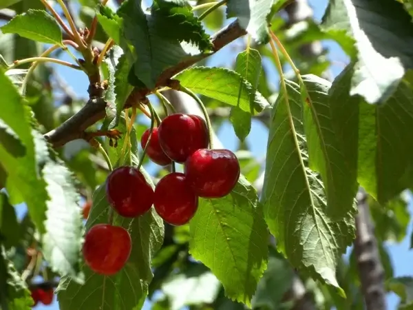 cherries ripe fruits