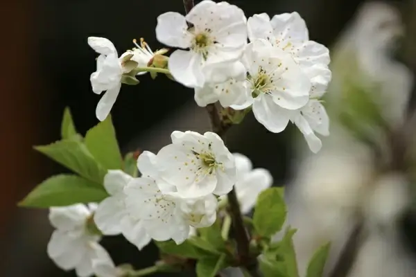 cherry blossom sour cherry spring