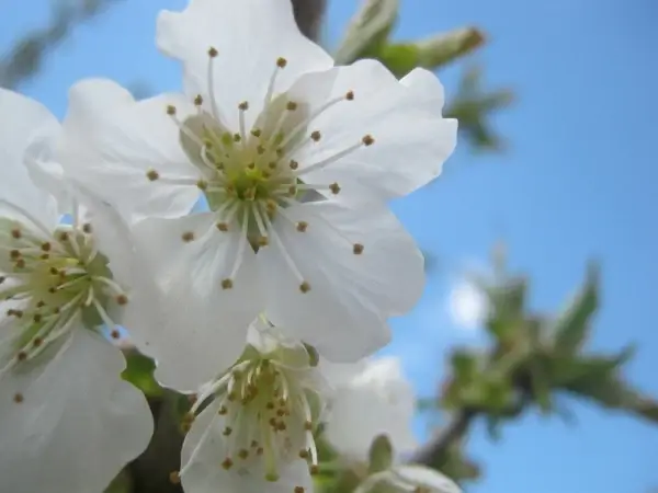 cherry blossom spring flower
