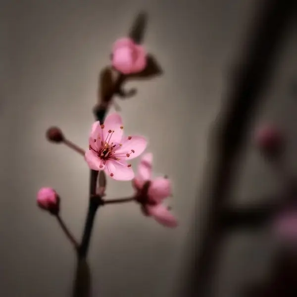 cherry blossom spring pink