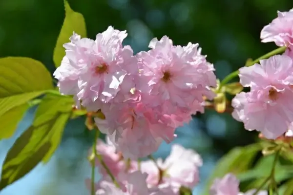 cherry blossom tree flower