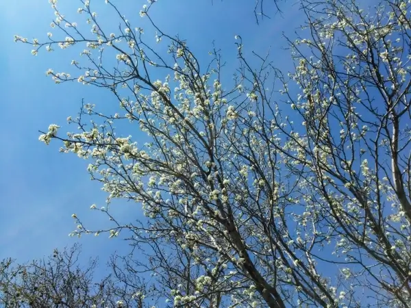 cherry blossoms over blue sky