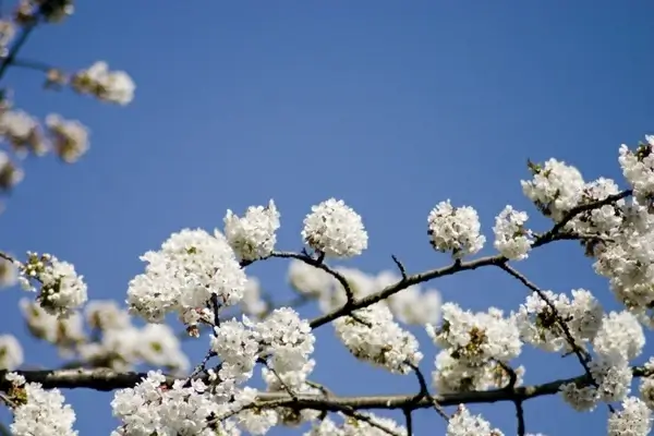 cherry cherry blossom spring