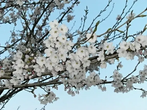 cherry cherry tree cherry blossoms