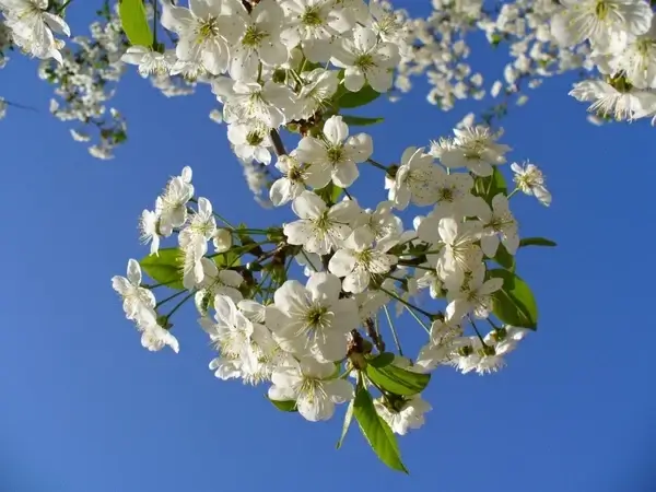 cherry tree blossom blossoms
