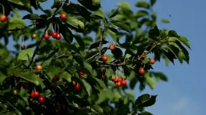 Cherrys