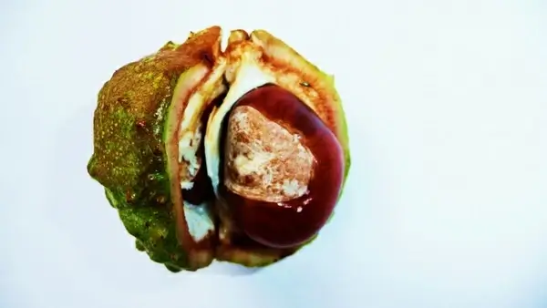 chestnut