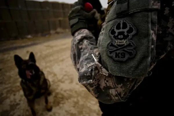 chew toy reward