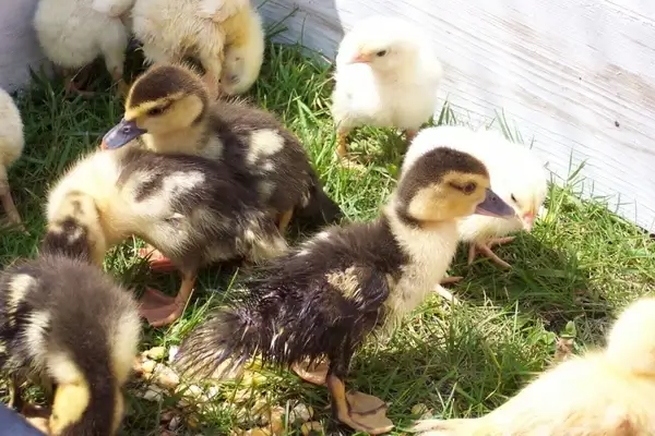 chicks and ducklings