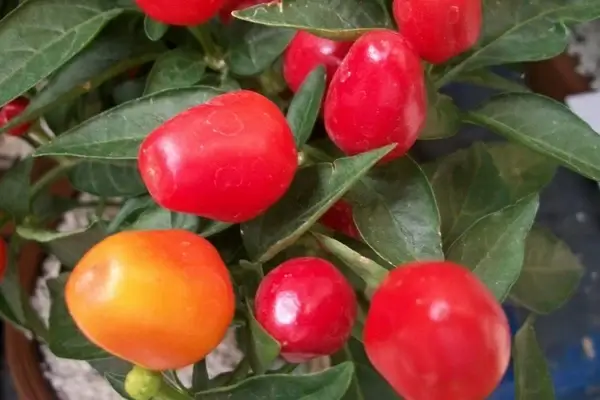 chilies