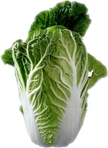 chinese cabbage salad leaf lettuce