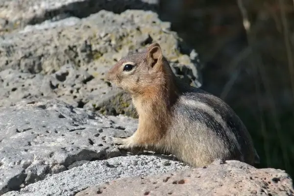 chipmunk animal wild life