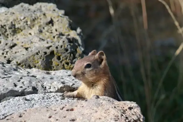 chipmunk wild life animal