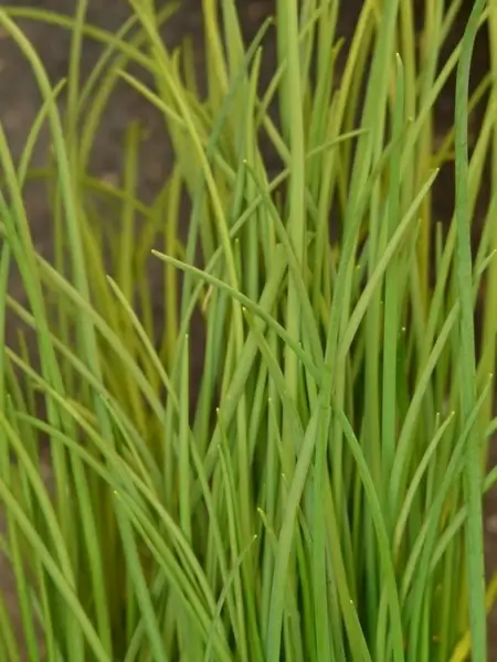 chives leek kitchen spice