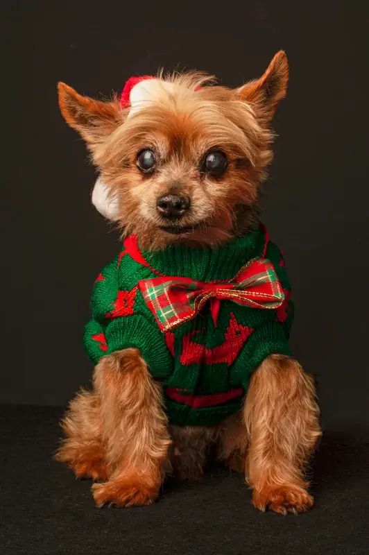 christmas background picture cute dog xmas costume